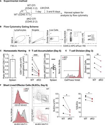 Ena/VASP Protein-Mediated Actin Polymerization Contributes to Naïve CD8+ T Cell Activation and Expansion by Promoting T Cell–APC Interactions In Vivo